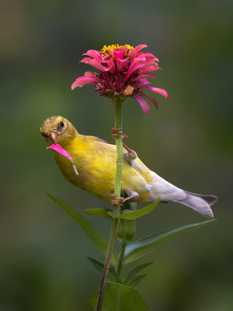 Yellow Bird Pink Zinnia by Leechee Z — canvas wall art