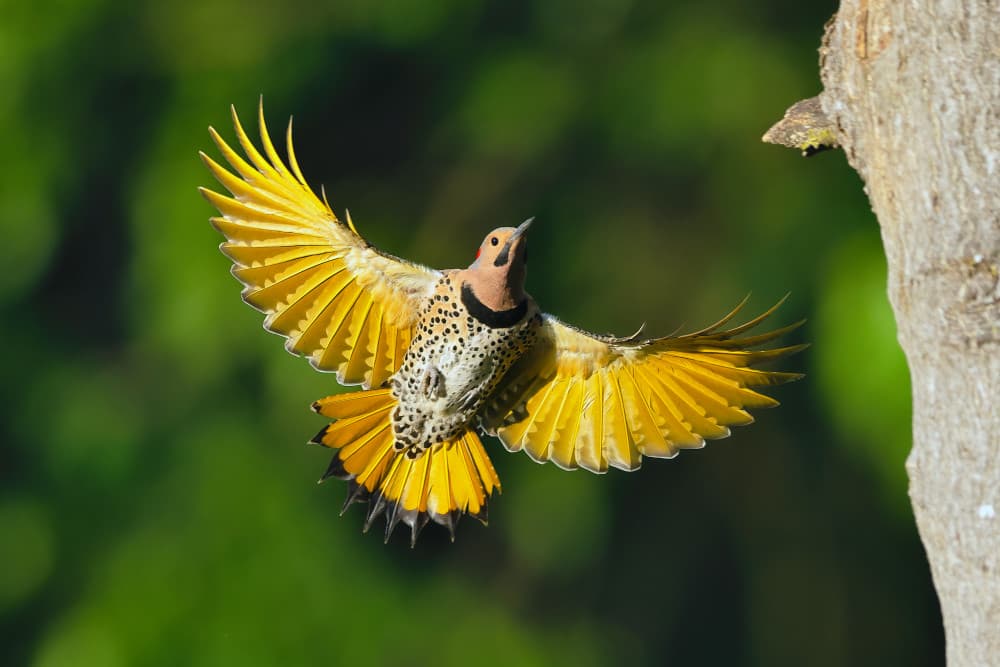 Yellow Flicker In Flight by Gavin Lam — canvas wall art