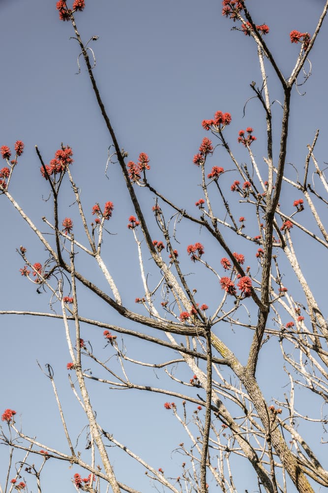 Skyfire Bloom by Shot by Clint — canvas wall art