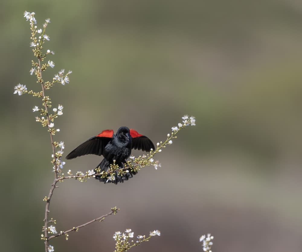 Redwing Blackbird in Bloom by Judy Tseng — canvas wall art