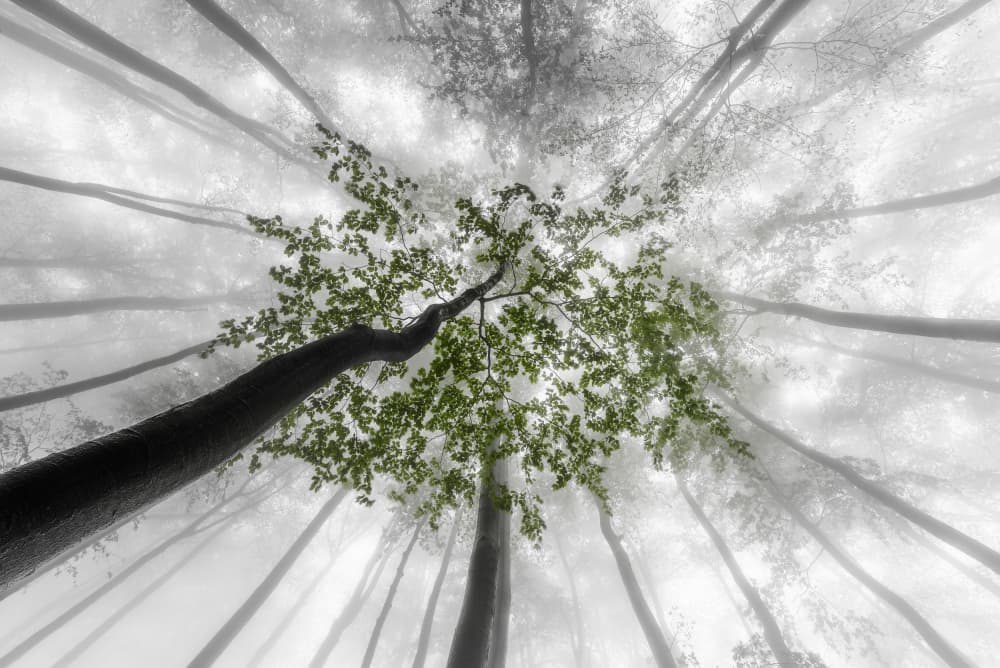 Misty Green Forest by Tom Pavlasek — canvas wall art