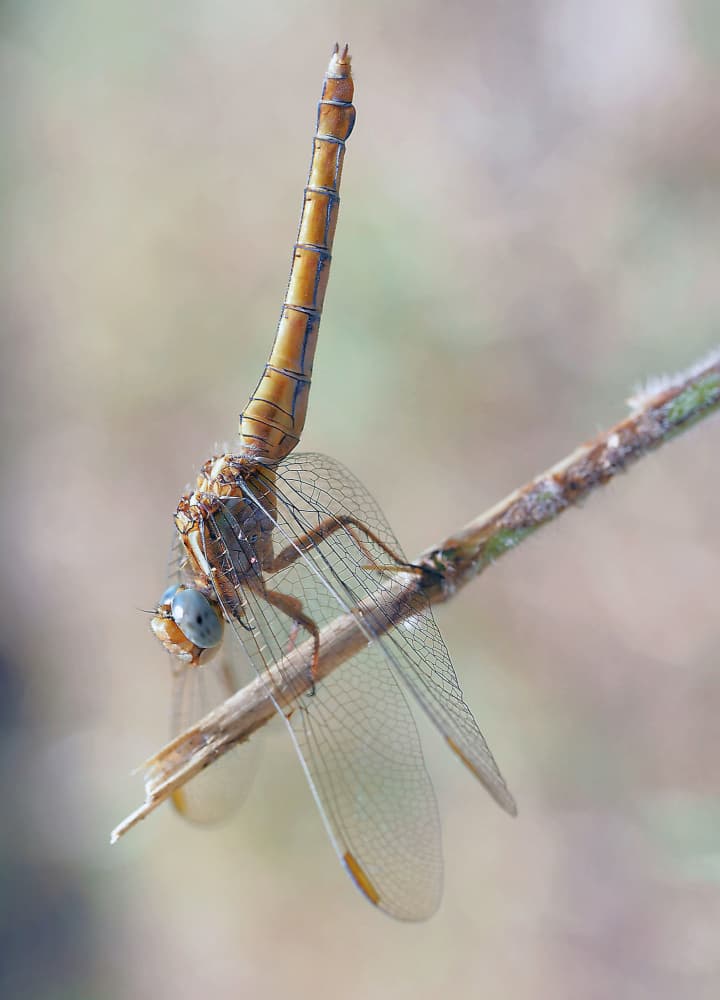 Blue Eyed Dragonfly by Thierry Dufour — canvas wall art