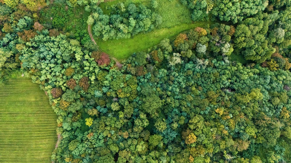Winding Forest Path by Primož Kožuh — canvas wall art