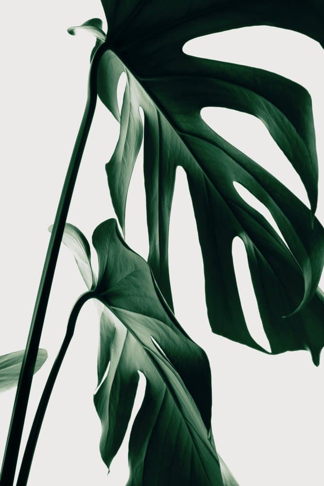 Elegant Monstera Leaves by Pictufy Studio III — canvas wall art