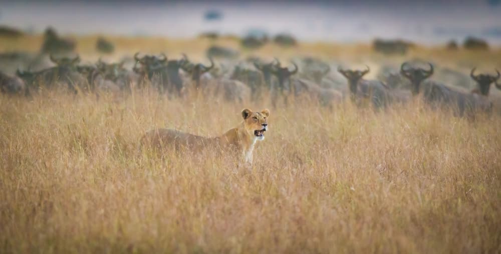 Lioness in Golden Savanna by Jeffrey C. Sink — canvas wall art