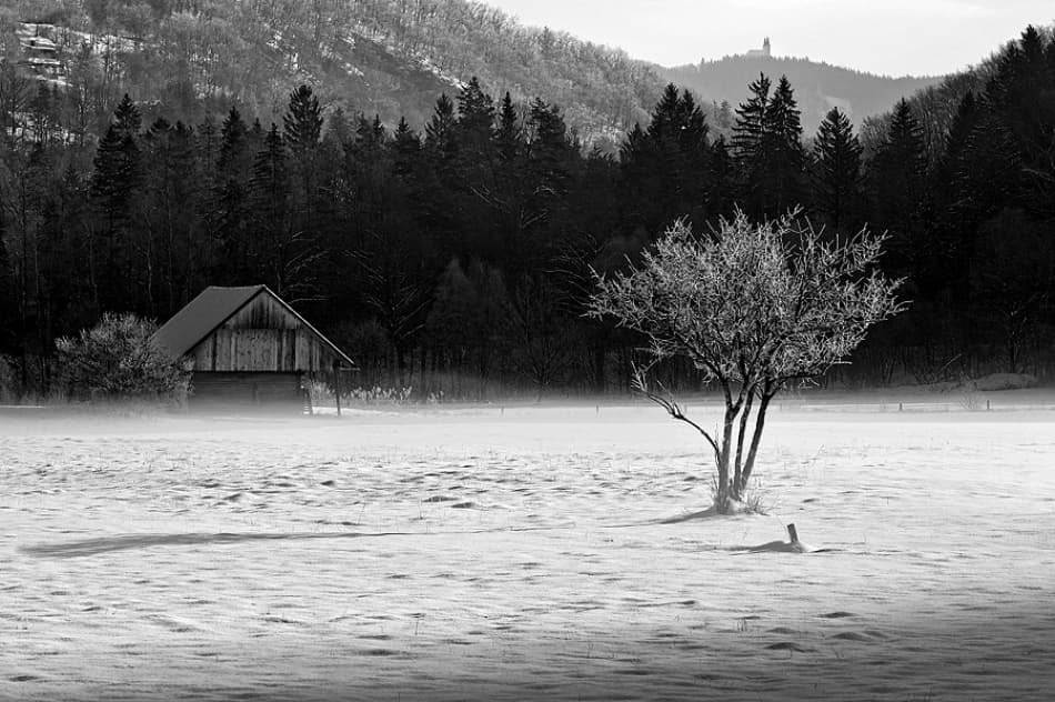 Frosted Tree Winter Morning by Jure Kravanja — canvas wall art