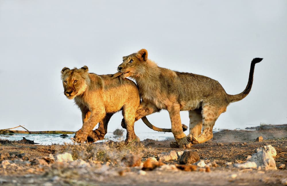 Playful African Lion Cubs by Giuseppe DAmico — canvas wall art