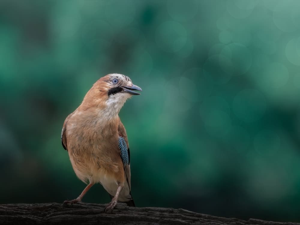 Serene Woodland Jay by Cristiano Giani — canvas wall art