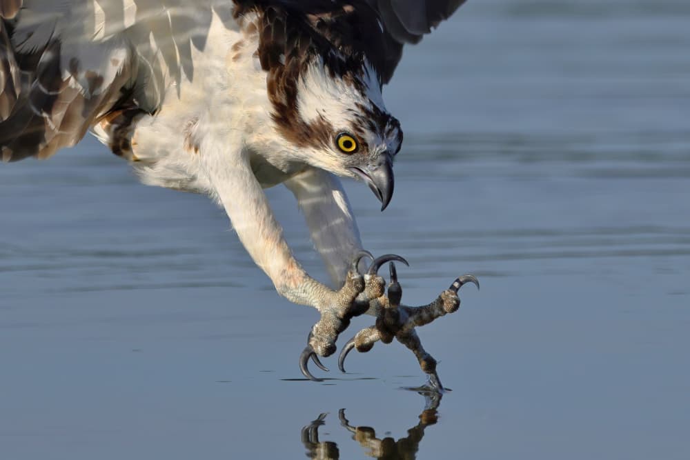 Osprey Fishing Action by Gavin Lam — canvas wall art