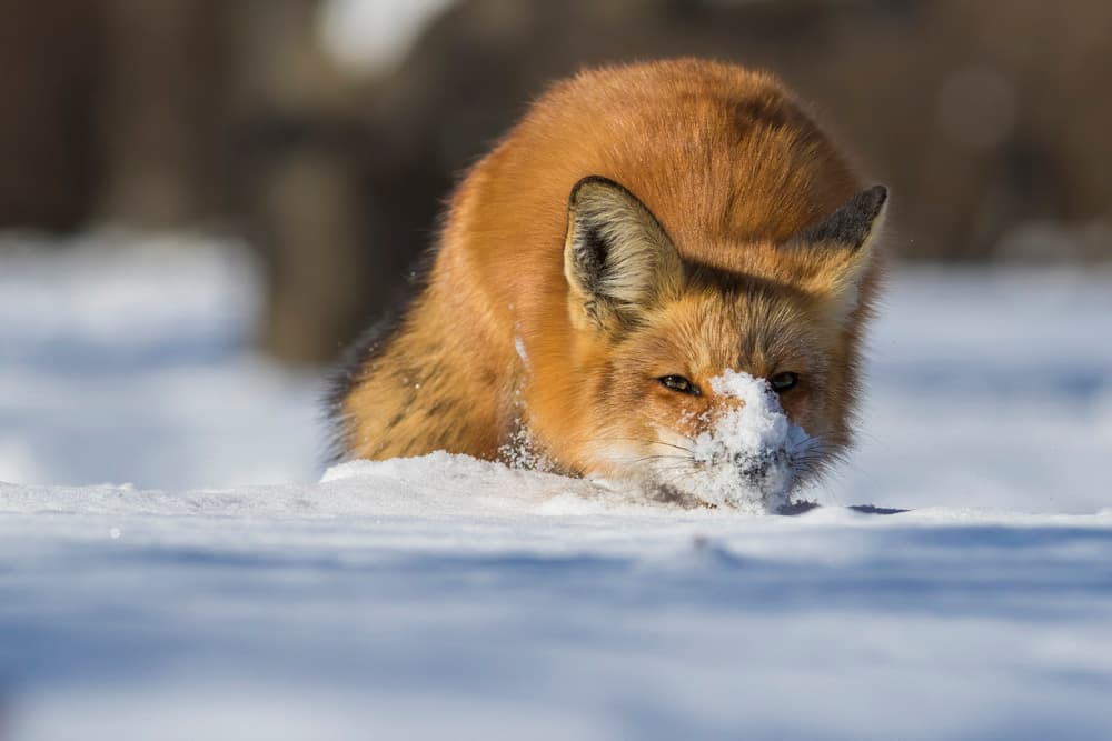 Red Fox Winter Search by Mircea Costina — canvas wall art