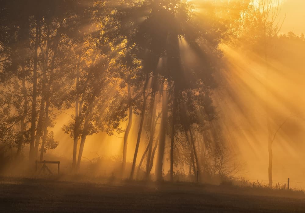Golden Morning Forest by Allan Wallberg — canvas wall art