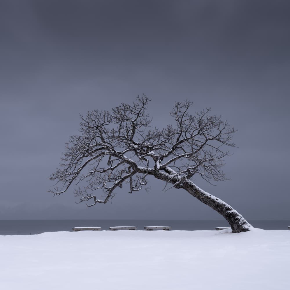 Snowy Leaning Tree by Robert Bolton — canvas wall art
