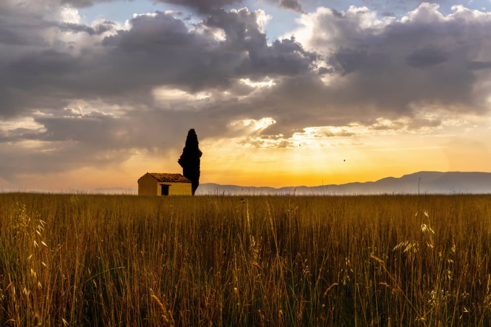 Golden Field At Sunset by Jie Jin — canvas wall art