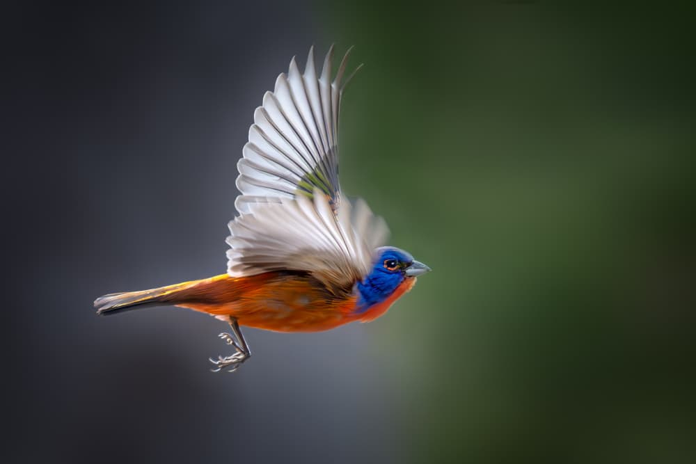 Vibrant Painted Bunting Flight by Jianping Yang — canvas wall art