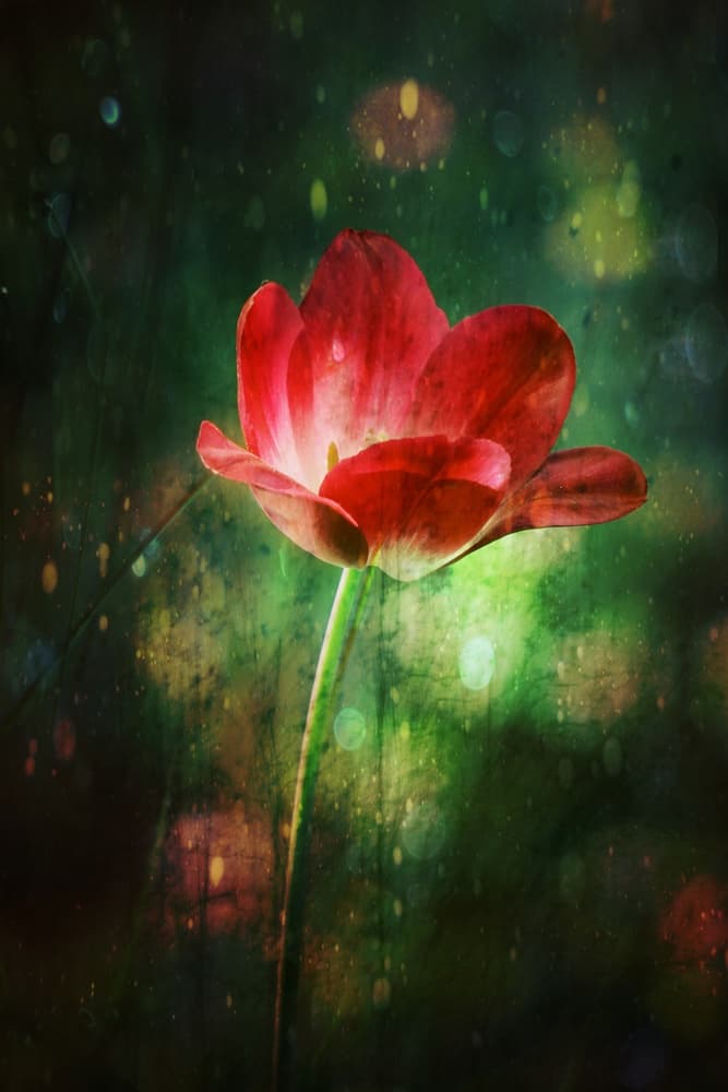 Glowing Red Tulip by Delphine Devos — canvas wall art