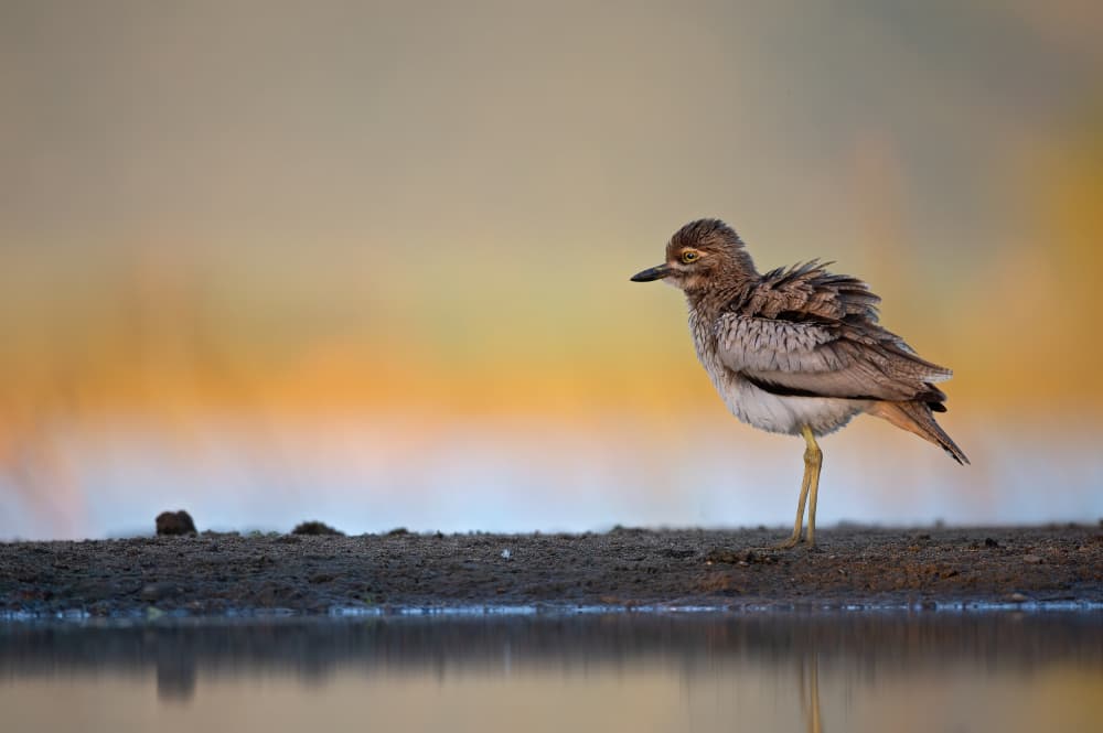 Peaceful Bird Reflection by Marco Pozzi — canvas wall art