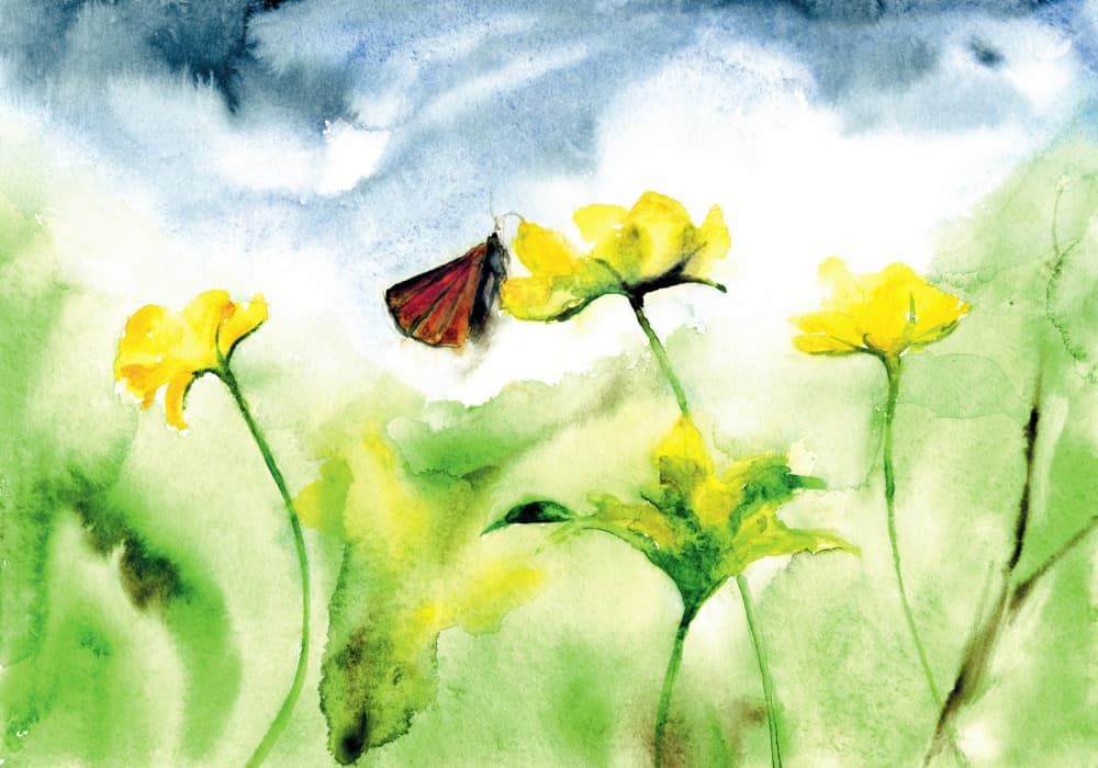 Vibrant Meadow Butterfly by RodMacIver — canvas wall art