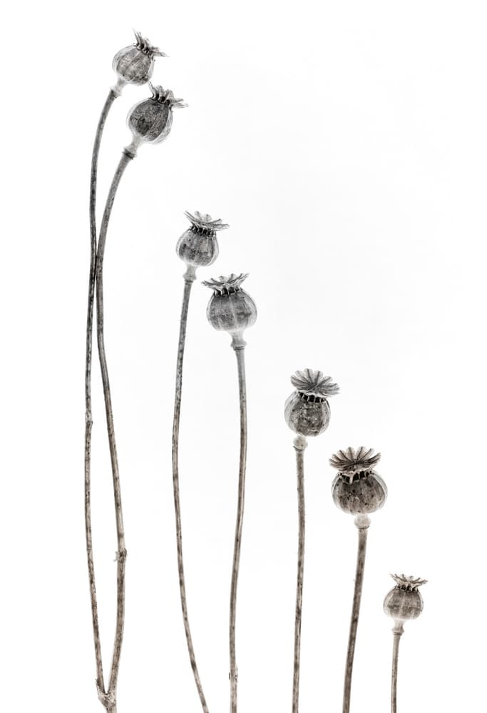 Delicate Poppy Pods by Lotte Grønkjær — canvas wall art