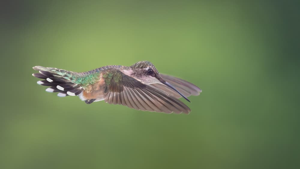 Hummingbird In Flight by Atul Saluja — canvas wall art
