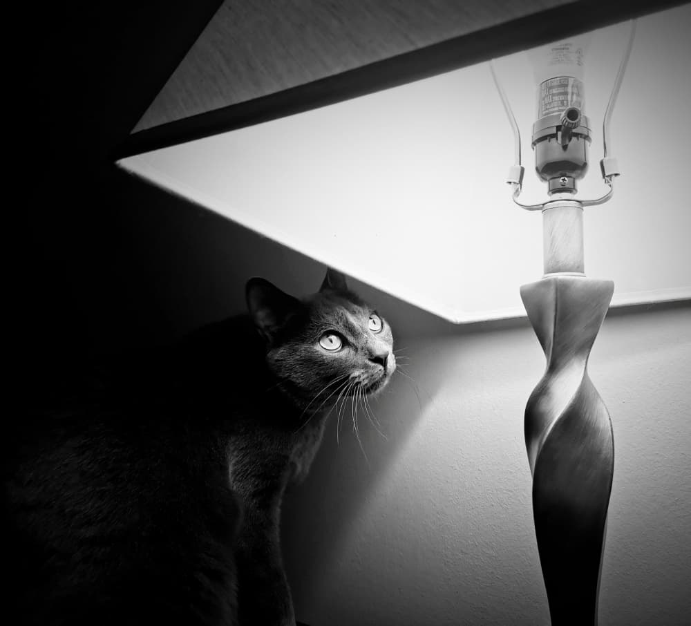 Cat Under Lamp Light by Jasmine Zhang — canvas wall art
