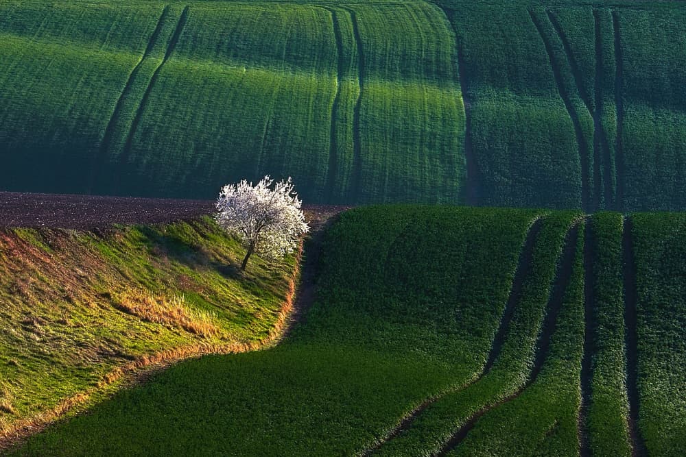 Blooming Tree Wavy Fields by Milan Uhrin AFIAP AZSF — canvas wall art