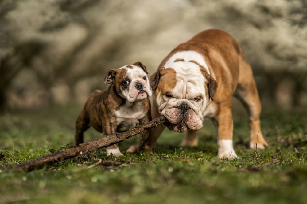 Bulldog Puppy Playtime by Gert van den Bosch — canvas wall art
