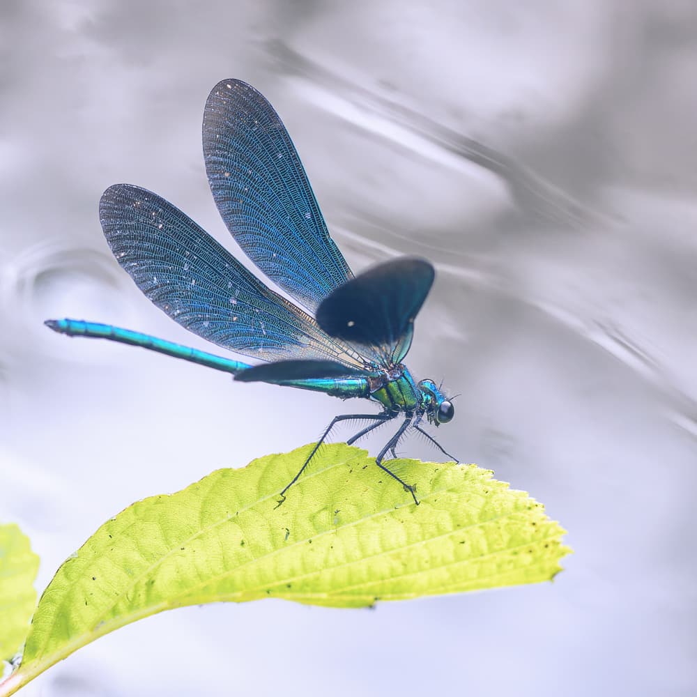 Jeweled Damselfly on Leaf by Benjamine Hullot Scalvenzi — canvas wall art