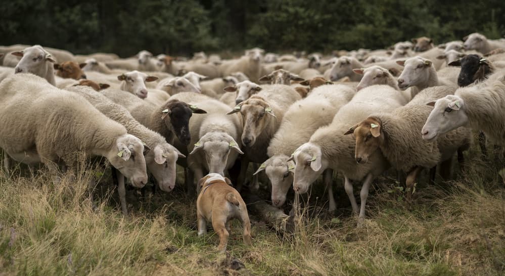 Curious Dog Among Sheep by Gert van den Bosch — canvas wall art