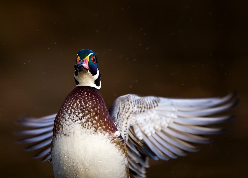 Vibrant Wood Duck by verdon — canvas wall art