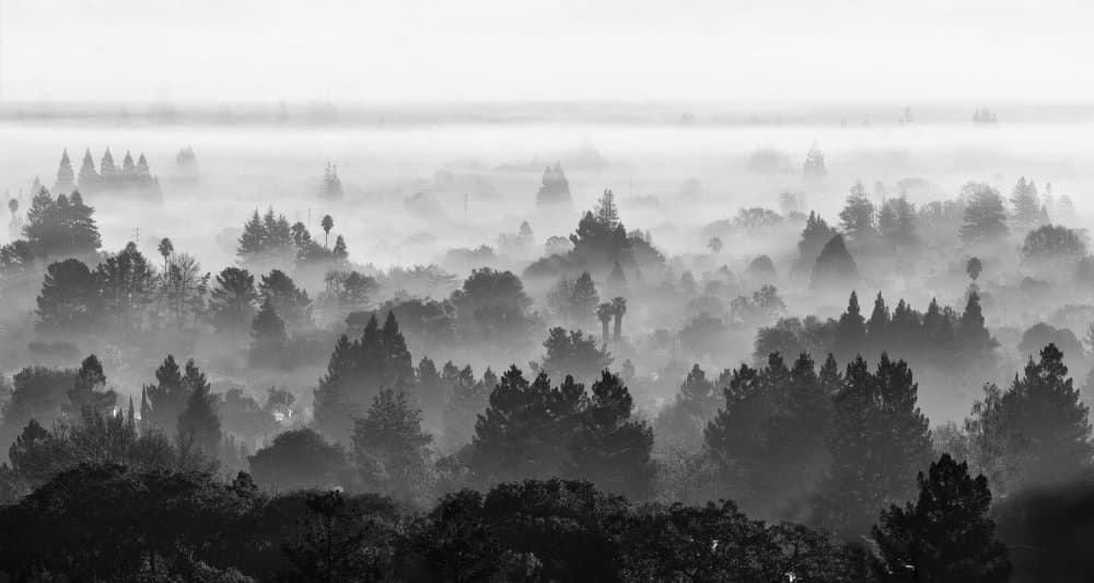 Misty Forest Morning by Jenny Qiu — canvas wall art