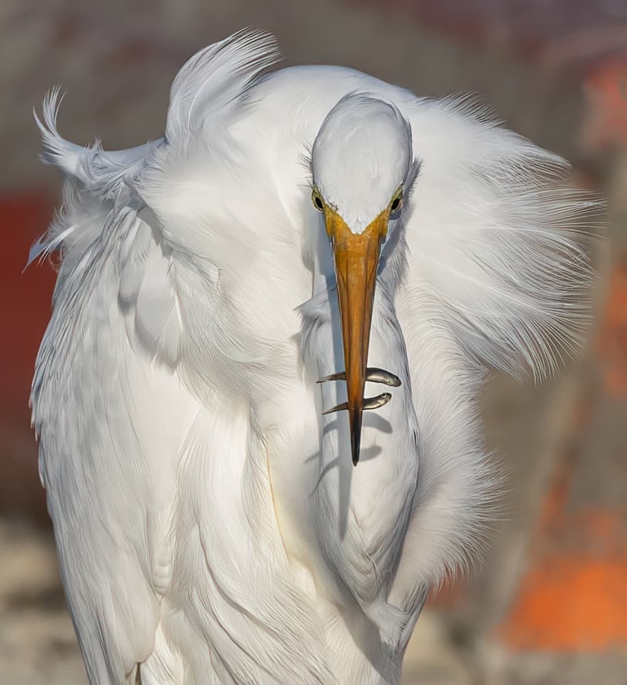Great Egret Fishing by Taksing (吉星高照) — canvas wall art