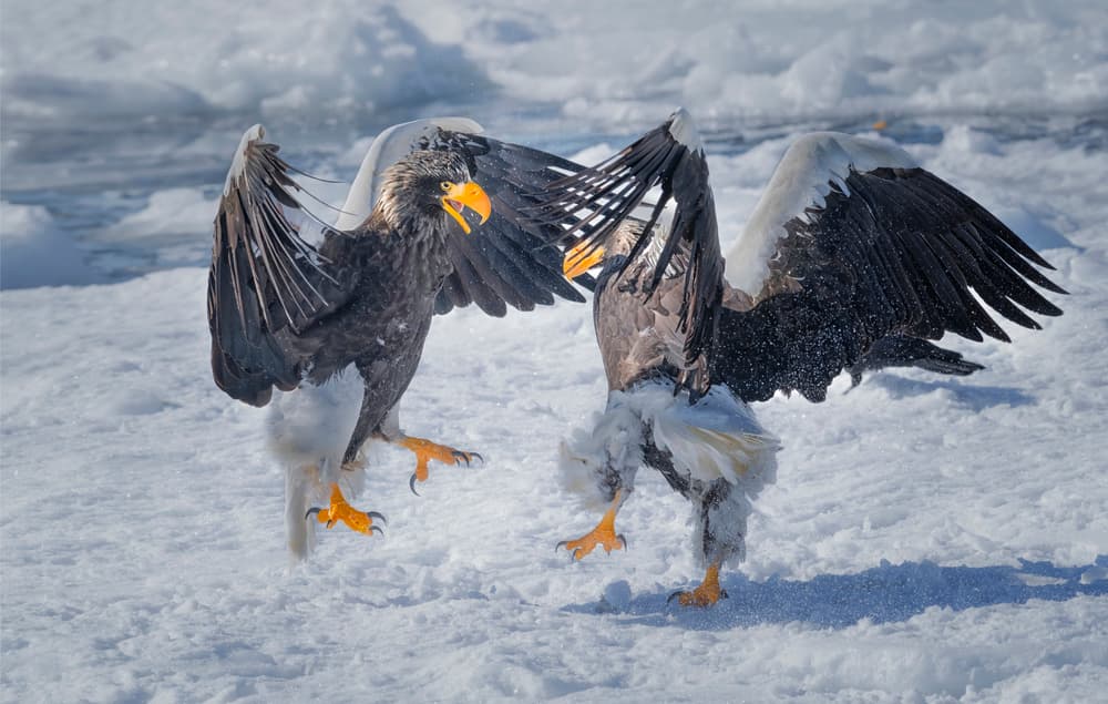 Wild Eagle Battle by Larry Deng APA — canvas wall art