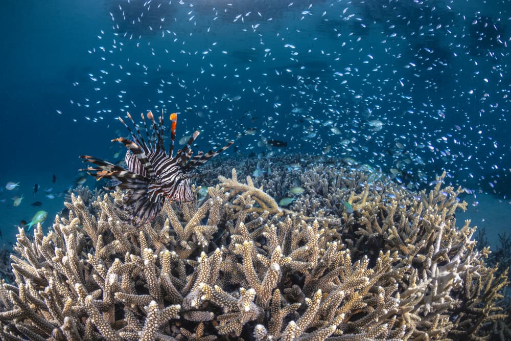Lionfish Over Coral Reef by Barathieu Gabriel — canvas wall art