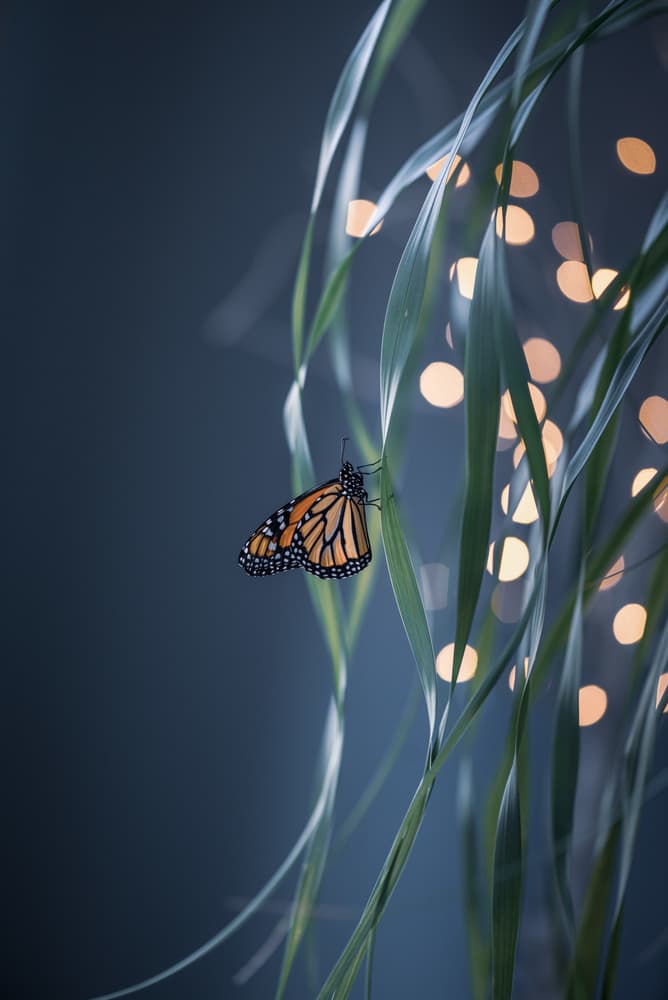 Monarch's Evening Glow by Li Chen — canvas wall art