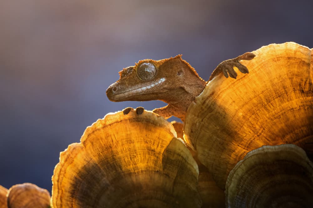 Crested Gecko Golden Light by Kutub Uddin — canvas wall art