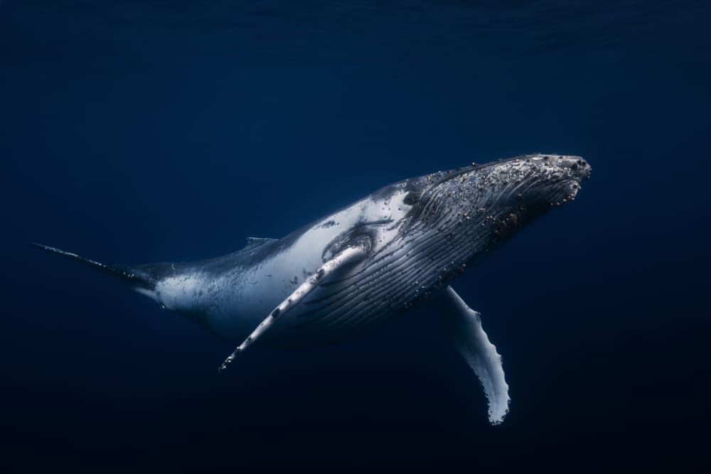 Humpback Whale Underwater by Barathieu Gabriel — canvas wall art