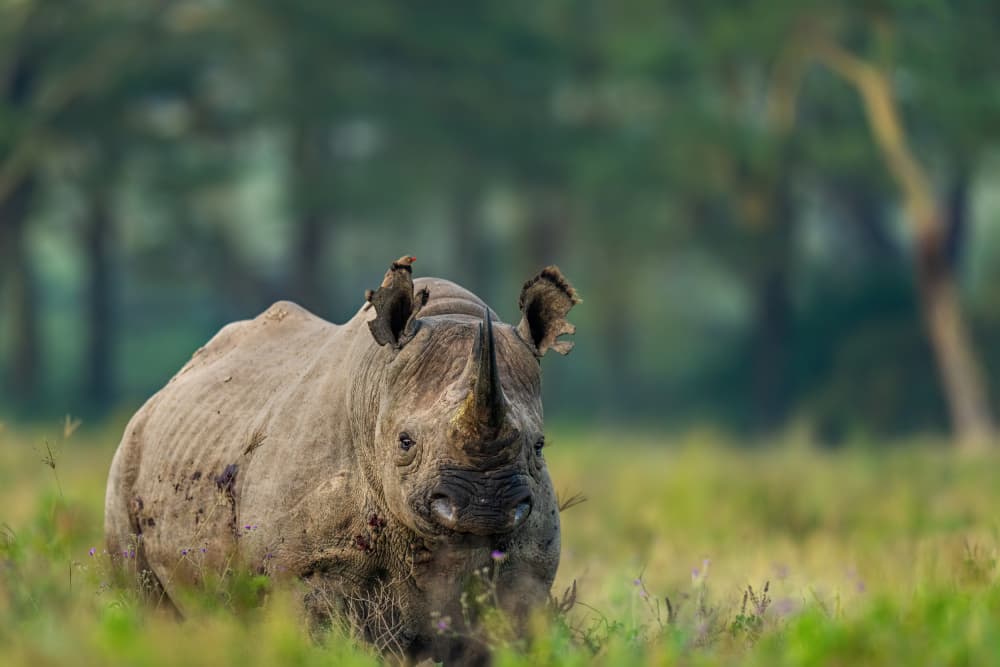 Majestic Black Rhinoceros by Yogesh Bhatia — canvas wall art