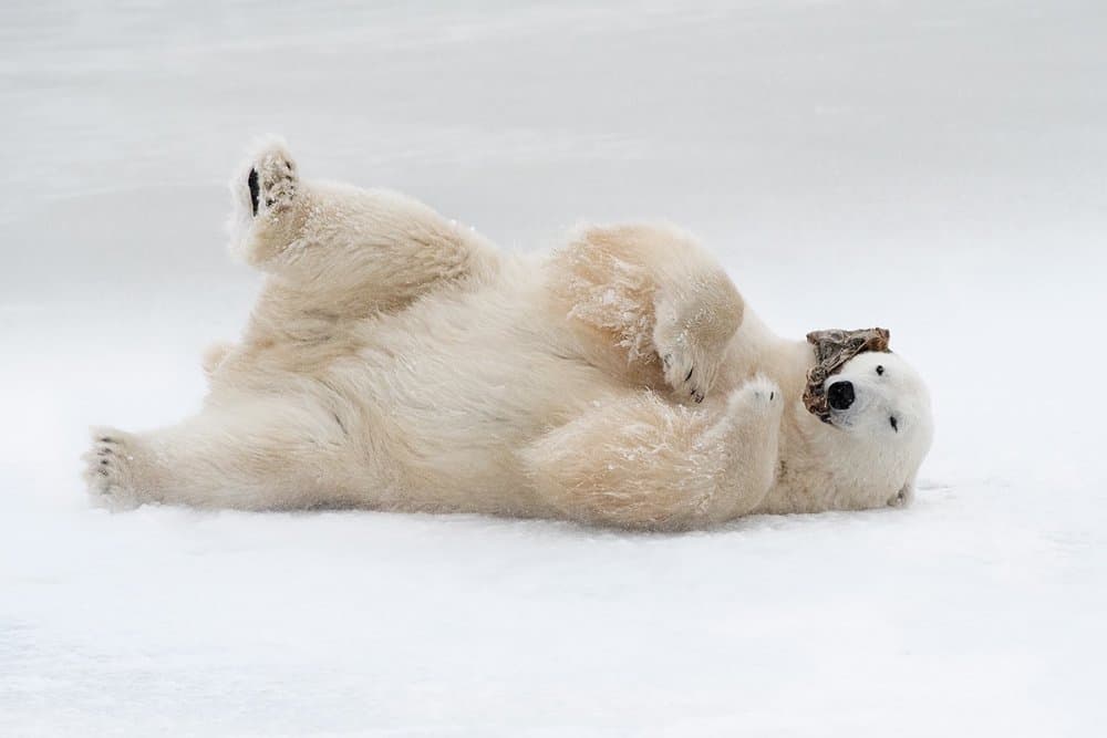 Playful Polar Bear by Marco Pozzi — canvas wall art