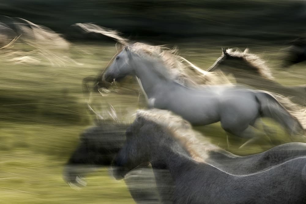 Wild Horses Galloping by Milan Malovrh — canvas wall art