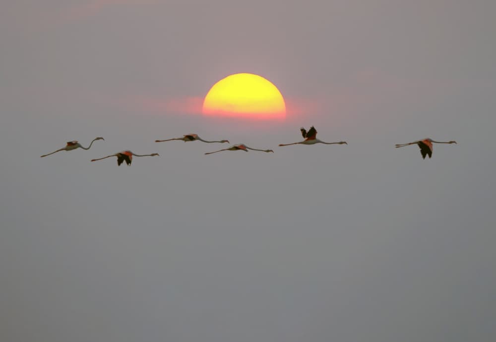 Flamingos at Sunset by אייל בר אור • Eyal Bar Or — canvas wall art