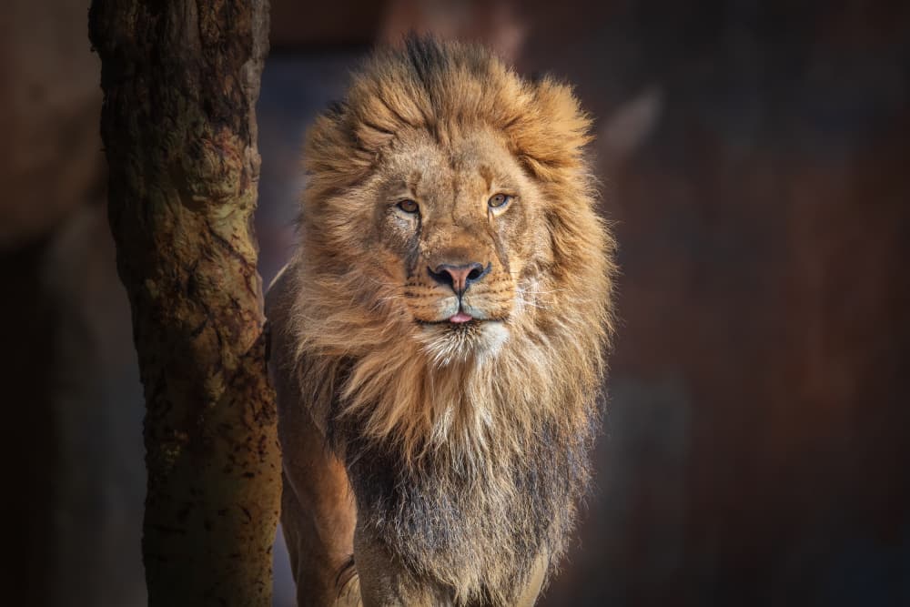 Majestic Lion Portrait by Jeffrey C. Sink — canvas wall art