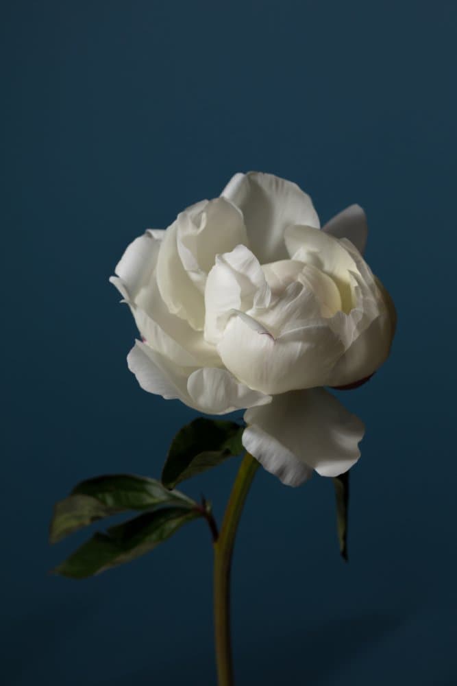 Elegant White Peony by Pictufy Studio III — canvas wall art