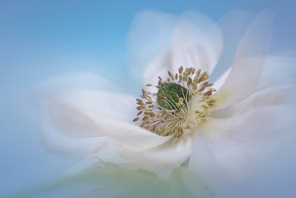 Soft Anemone Bloom by Lydia Jacobs — canvas wall art