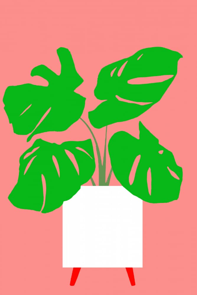 Tropical Pink Monstera by casa cartissi — canvas wall art