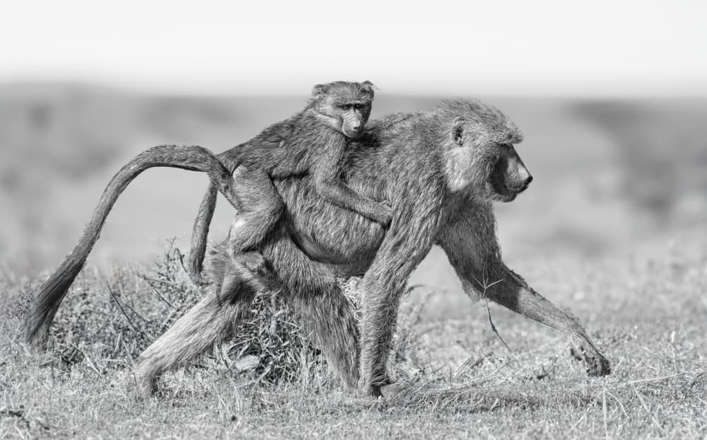African Baboon Mother and Baby by Jeffrey C. Sink — canvas wall art