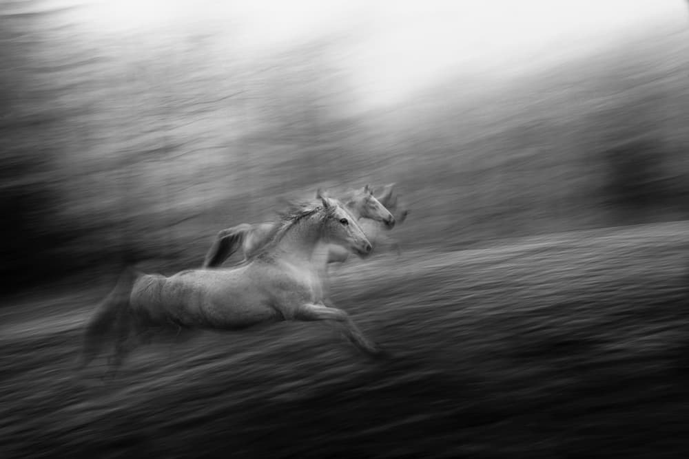 Wild Horses in Motion by Milan Malovrh — canvas wall art
