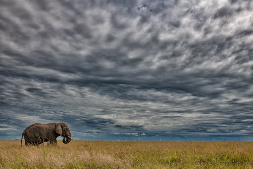 Elephant Under Stormy Sky by Luigi Ruoppolo — canvas wall art