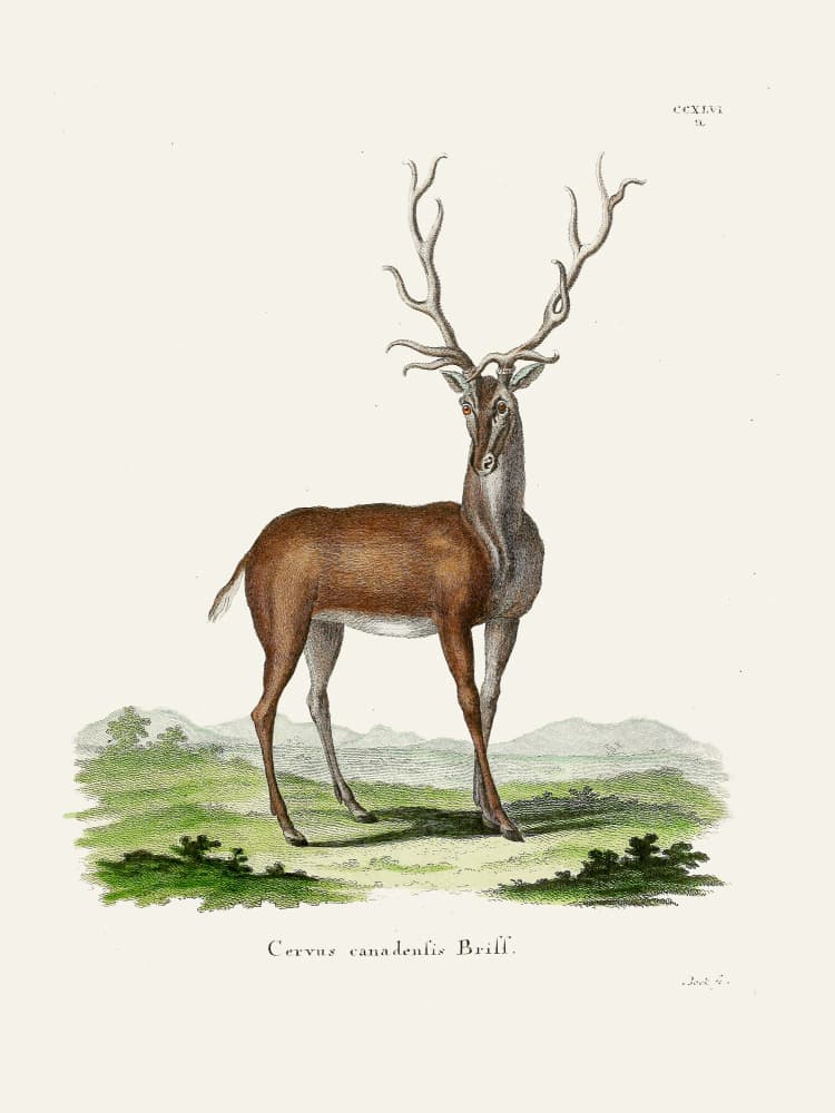 Elk By Johann Christian Daniel Von Schreber. by Johann Christian Daniel Von Schreber — canvas wall art
