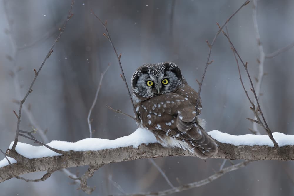 Snowy Forest Owl by Max Wang — canvas wall art