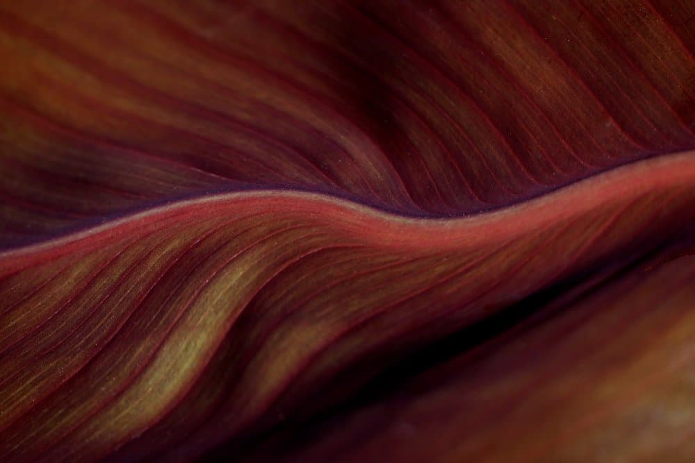 Deep Red Leaf Veins by Robin Wechsler — canvas wall art